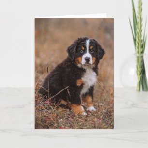 最も可愛い赤ん坊の動物 Bernese Mountain Dog カード