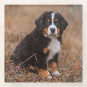 最も可愛い赤ん坊の動物 | Bernese Mountain Dog ガラスコースター (正面)