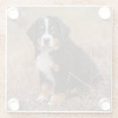 最も可愛い赤ん坊の動物 | Bernese Mountain Dog ガラスコースター (裏面)