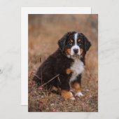 最も可愛い赤ん坊の動物 | Bernese Mountain Dog サンキューカード (正面/裏面)