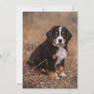 最も可愛い赤ん坊の動物 Bernese Mountain Dog サンキューカード