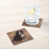 最も可愛い赤ん坊の動物 | Bernese Mountain Dog スクエアペーパーコースター (インサイチュ)