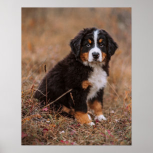 最も可愛い赤ん坊の動物   Bernese Mountain Dog ポスター
