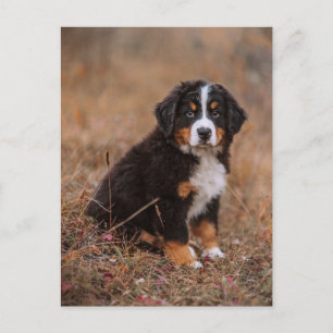 最も可愛い赤ん坊の動物 Bernese Mountain Dog ポストカード