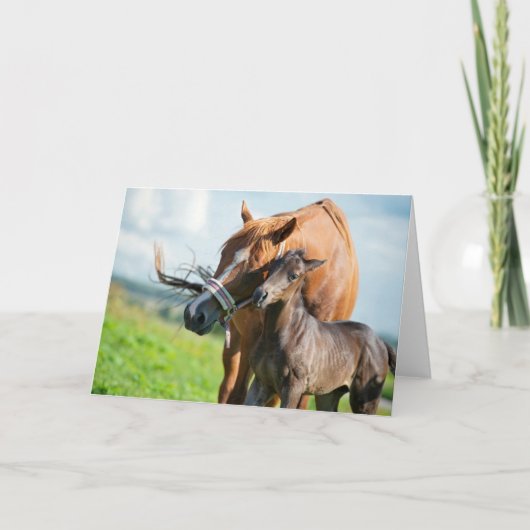 最も可愛い赤ん坊の動物 | Black Foal with Mom カード (正面)
