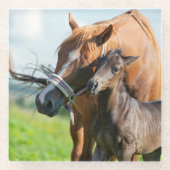 最も可愛い赤ん坊の動物 | Black Foal with Mom ガラスコースター (正面)