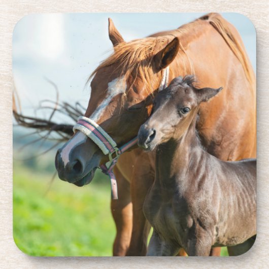 最も可愛い赤ん坊の動物 | Black Foal with Mom コースター (正面)