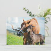 最も可愛い赤ん坊の動物 | Black Foal with Mom サンキューカード (スタンド正面)