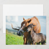 最も可愛い赤ん坊の動物 | Black Foal with Mom サンキューカード (正面/裏面)