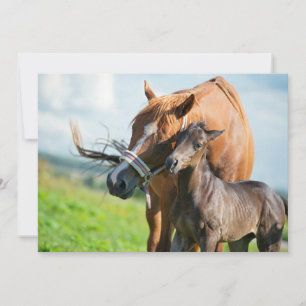 最も可愛い赤ん坊の動物 Black Foal with Mom サンキューカード
