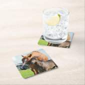 最も可愛い赤ん坊の動物 | Black Foal with Mom スクエアペーパーコースター (インサイチュ)