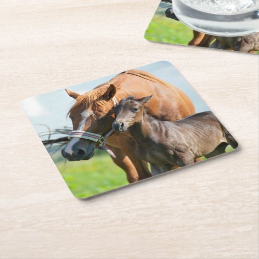最も可愛い赤ん坊の動物 | Black Foal with Mom スクエアペーパーコースター (アングル)