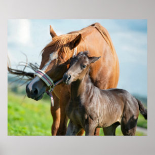 最も可愛い赤ん坊の動物   Black Foal with Mom ポスター