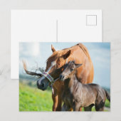 最も可愛い赤ん坊の動物 | Black Foal with Mom ポストカード (正面/裏面)