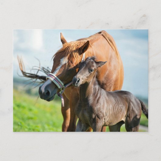 最も可愛い赤ん坊の動物 | Black Foal with Mom ポストカード (正面)