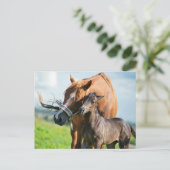 最も可愛い赤ん坊の動物 | Black Foal with Mom ポストカード (スタンド正面)