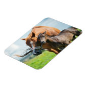 最も可愛い赤ん坊の動物 | Black Foal with Mom マグネット (左側)