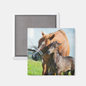 最も可愛い赤ん坊の動物 | Black Foal with Mom マグネット (正面/裏面)