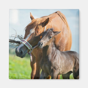 最も可愛い赤ん坊の動物 Black Foal with Mom マグネット