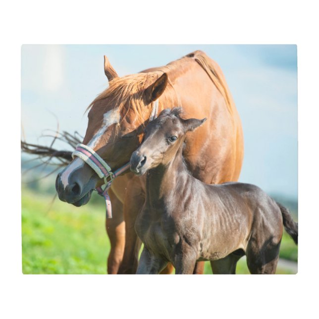 最も可愛い赤ん坊の動物 | Black Foal with Mom メタルプリント (正面)