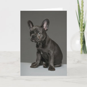 最も可愛い赤ん坊の動物   Blue フランスの Bulldog Puppy カード