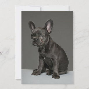 最も可愛い赤ん坊の動物   Blue フランスの Bulldog Puppy サンキューカード