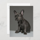 最も可愛い赤ん坊の動物 | Blue フランスの Bulldog Puppy ポストカード (正面/裏面)
