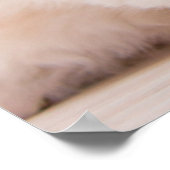 最も可愛い赤ん坊の動物 | Blue Eye Kitten ポスター (角)