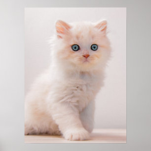 最も可愛い赤ん坊の動物 Blue Eye Kitten ポスター