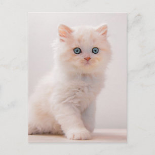 最も可愛い赤ん坊の動物   Blue Eye Kitten ポストカード