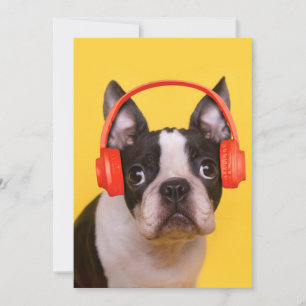 最も可愛い赤ん坊の動物 Boston Terrier Headphones サンキューカード