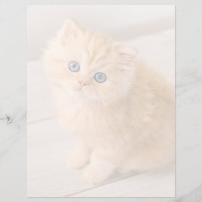 最も可愛い赤ん坊の動物 | British Longhair Kiten (正面)