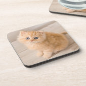 最も可愛い赤ん坊の動物 | British Longhair Kiten コースター (左側)
