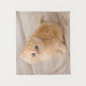 最も可愛い赤ん坊の動物 | British Longhair Kiten タペストリー (正面)