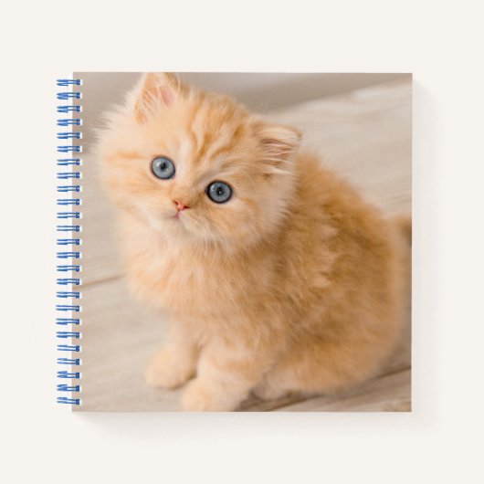 最も可愛い赤ん坊の動物 | British Longhair Kiten ノートブック (正面)