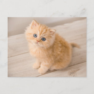 最も可愛い赤ん坊の動物   British Longhair Kiten ポストカード