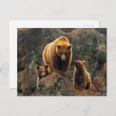 最も可愛い赤ん坊の動物 | Brown Bearファミリー ポストカード (正面/裏面)