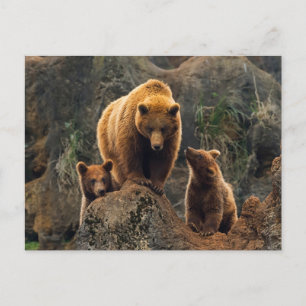 最も可愛い赤ん坊の動物 Brown Bearファミリー ポストカード