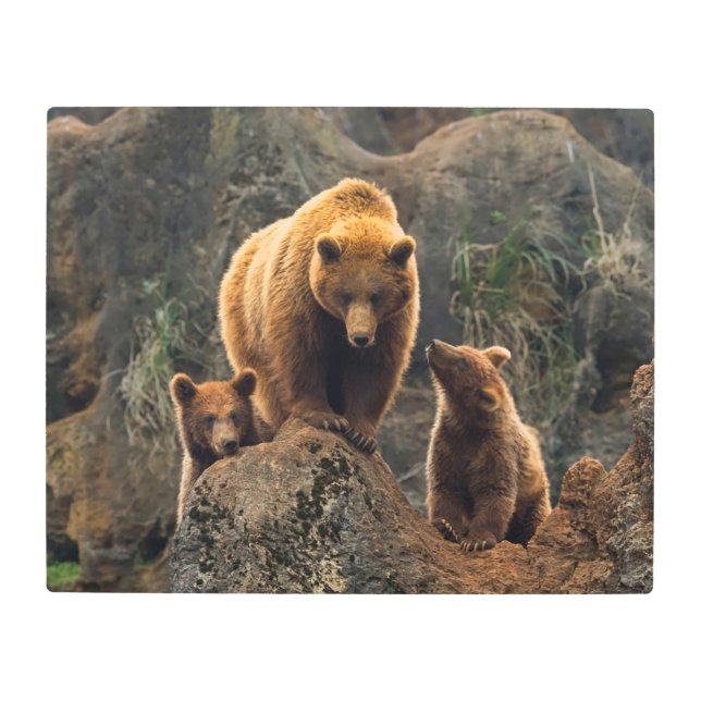 最も可愛い赤ん坊の動物 | Brown Bearファミリー メタルプリント (正面)