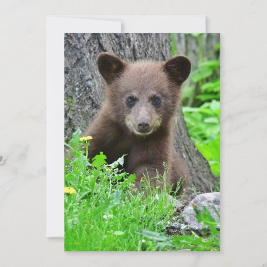 最も可愛い赤ん坊の動物 | Brown Bear Cub サンキューカード (正面)