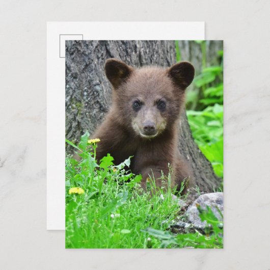 最も可愛い赤ん坊の動物 | Brown Bear Cub ポストカード (正面/裏面)