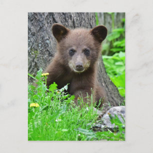 最も可愛い赤ん坊の動物   Brown Bear Cub ポストカード