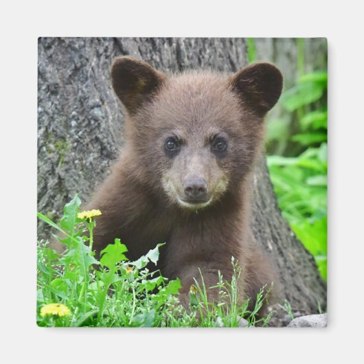 最も可愛い赤ん坊の動物 | Brown Bear Cub マグネット (正面)