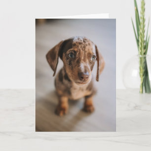 最も可愛い赤ん坊の動物 Brown Dachshund Puppy カード
