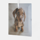 最も可愛い赤ん坊の動物 | Brown Dachshund Puppy ガラスオーナメント (正面左)