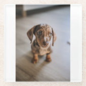 最も可愛い赤ん坊の動物 | Brown Dachshund Puppy ガラスコースター (正面)