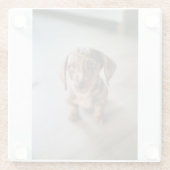 最も可愛い赤ん坊の動物 | Brown Dachshund Puppy ガラスコースター (裏面)