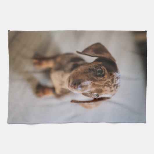 最も可愛い赤ん坊の動物 | Brown Dachshund Puppy キッチンタオル (横)