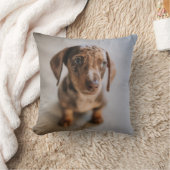 最も可愛い赤ん坊の動物 | Brown Dachshund Puppy クッション (ブランケット)