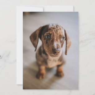 最も可愛い赤ん坊の動物 Brown Dachshund Puppy サンキューカード